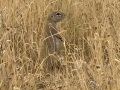 IMG_6086