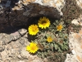 Blumen auf den Küstenflächen