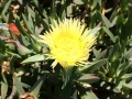 Mittagsblume