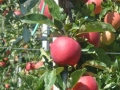 DSC00617090409
