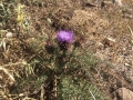 Eine wunderschöne Distel am Weg