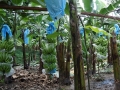 02Bananenplantage