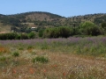 Blühende Umgebung, abwechslungsreiche Landschaft