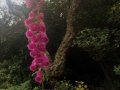 Fingerhut in voller Blüte