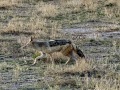 IMG_6432