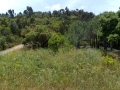 Dichte Vegetation
