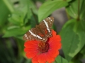 09Schmetterling