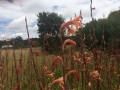 Wunderschöne Blumen am Weg
