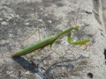 DSC00677090409