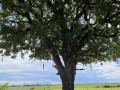 IMG_7483