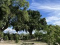 IMG_7485