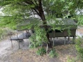 IMG_7532