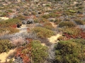 Küstenvegetation vor Almograve
