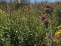Sommerlauch