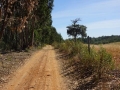 Der Weg führt einem Eukaliptuswald entlang