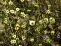 Biodiversität am Wegrand