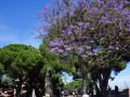 Im Park des Castelo