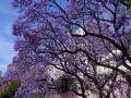 Blühende Jacarandabäume