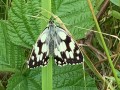 IMG_3946-2