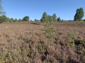 IMG_6578