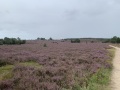 IMG_6587