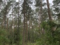 IMG_6590