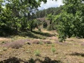 IMG_6628