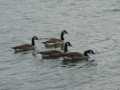03DSC00726