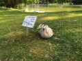 03img_Streifengans