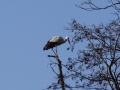 Storch