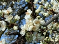 Bühender Baum
