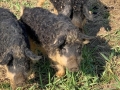 Wollschweine