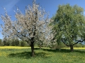 Kirschbaum