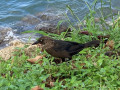 IMG_1075-3