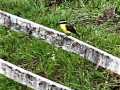 IMG_1188-3