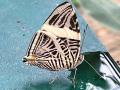 IMG_8795photo-2