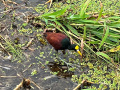 IMG_9018photo-2