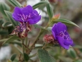 DSC02051(2)