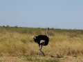 DSC08086