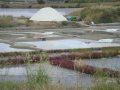 Les Marais salants de Guérande