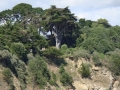 Wald oberhalb der Plage Ste. Marguerite, Pornichet