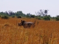 DSC08392 (2)