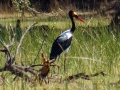 sattelstorch (2)